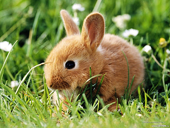 Animals, Rabbits HD wallpaper