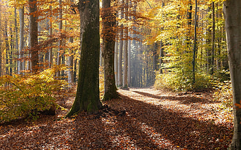 Autumn Forest, shadows, trees, autumn, Forest HD wallpaper