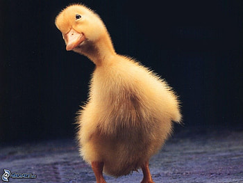 Cute duck * For my friend Serenade 111 (Monika), animal, duck, bird, yellow, cute HD wallpaper