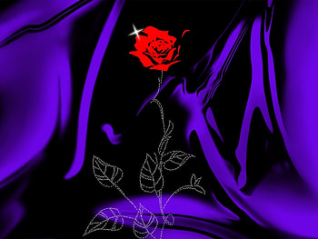 Background, Roses HD wallpaper