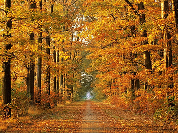 Landscape, Trees, Autumn HD wallpaper