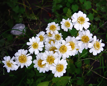 flowers ornamental, garden, white, flowers, ornamental HD wallpaper