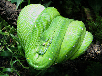 Python, Green tree python, Tropical snake, Reptile species HD wallpaper