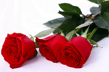 Red roses for Dreamer-girl, 06, roses, , red, 19, 2012 HD wallpaper
