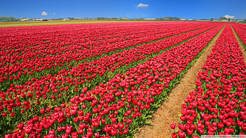 Red tulips growing, Bloom, Tulips, Blossom, Red HD wallpaper