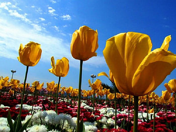 tulips, sky, tulips HD wallpaper