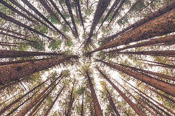 Nature, Trees, Trunks, Bottom View HD wallpaper