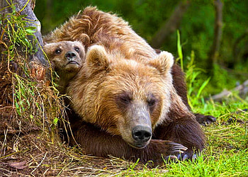 Cuddling, cub, green, trees, grass, mother grizzly, forest HD wallpaper