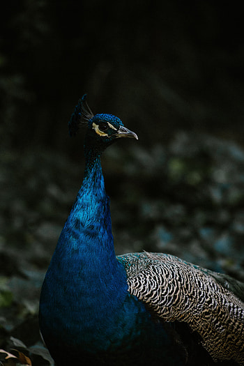 Animals, Feather, Bird, Color, Peacock HD phone wallpaper