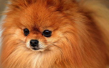 Pomeranian, Beautiful , Cute puppies, Popular breed HD wallpaper