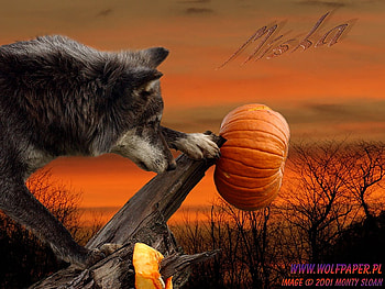 Miska With a Pumpkin, halloween, timber wolf, log, pumpkin, nature, grey wolf, wolves in a sunset, sunset HD wallpaper