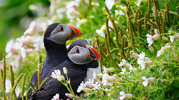 Puffin Couple, puffin, couple, birds HD wallpaper