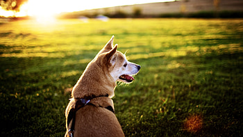 Animals, Dogs HD wallpaper