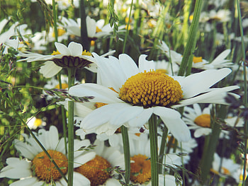 Flowers, Summer, Camomile, Flower, Field HD wallpaper