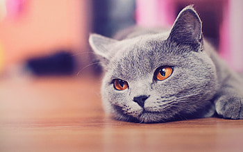 British Cat, Elegant shorthair, Top quality , Timeless beauty HD wallpaper