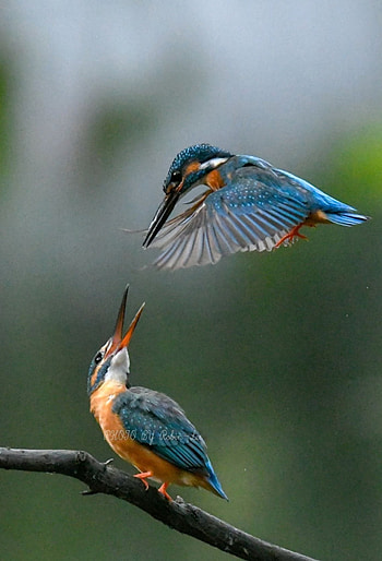 Kingfisher, Nature's beauty, Captivating bird, Serene moments HD phone wallpaper