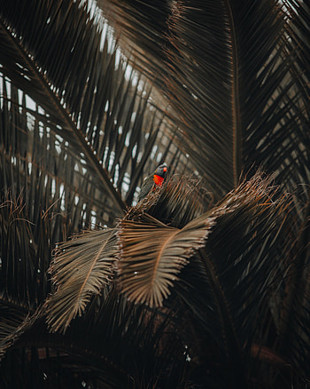 Animals, Parrots, Bird, Wood, Tree, Palm HD phone wallpaper