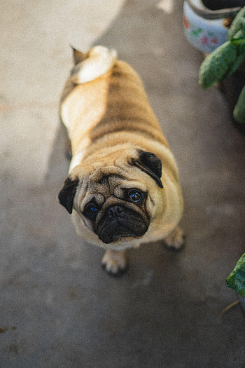 Animals, View From Above, Dog, Nice, Sweetheart, Pug HD phone wallpaper