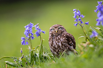 Owl in Bloom: Nature’s Watchful Wonder, Animal, owl HD wallpaper