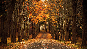 Road With Dry Leaves Between Yellow Red Autumn Leaves Trees Forest During Daytime Nature HD wallpaper