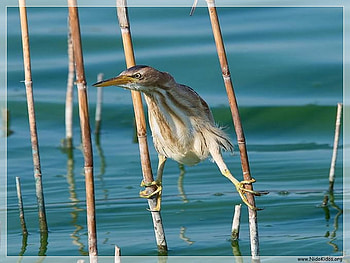 BIRDS, animals HD wallpaper