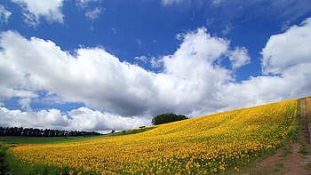Yellow field, field, landscape, clouds, sky, beautiful, nature, amazing HD wallpaper