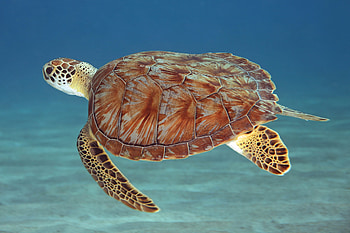 Gulf coast, Sea turtles, Northwest Florida, Sea turtle HD wallpaper