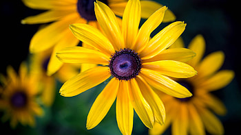 Black-eyed Susan, nature, flower, yellow HD wallpaper