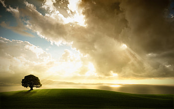 LIGHT..., sky, light, green, tree HD wallpaper