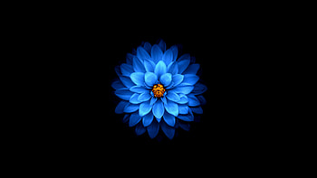 Blue flower, blue, black, skin, flower, texture, minimalistic HD wallpaper