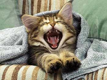 Animals, Cats HD wallpaper