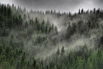 Nature, Trees, Clouds, Coniferous, Forest, Fog, Ate HD wallpaper