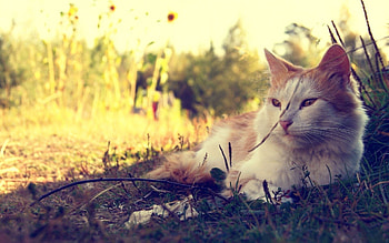 Animals, Grass, Cat, Fluffy, Lie, To Lie Down, Sunlight, Mud, Dirt HD wallpaper
