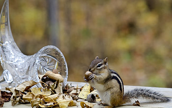 Chipmunk, Furry cutie, , Nature's marvel HD wallpaper