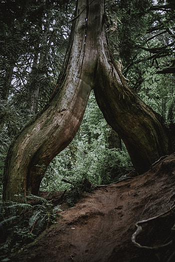 Nature, Wood, Fern, Forest, Tree, Roots, Trunk HD phone wallpaper