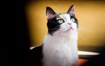 Animals, Cat, Muzzle, Spotty, Spotted, Shadow, Greased, Smeared HD wallpaper