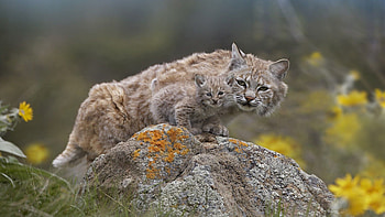 Animals, Iris, Rock, Sit, Young, Couple, Pair, Stone, Moss, Joey HD wallpaper