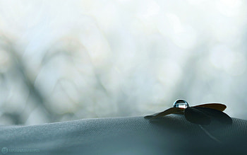 Macro, Sheet, Leaf, Grey, Drop HD wallpaper