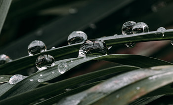 Water, Grass, Drops, Macro, Dew HD wallpaper