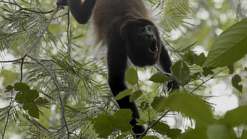 The mantled, Howler Monkey HD wallpaper