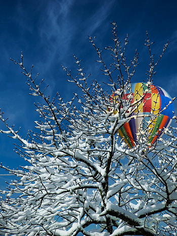 Winter, Nature, Snow, Wood, Tree, Balloon HD phone wallpaper