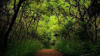 Nature, Forest, Path, Trail, Track, Jungle, Unknown, Obscurity, Wilds HD wallpaper