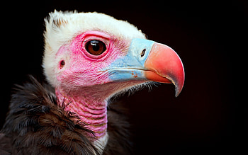 Animals, Bird, Beak, Predator, Color, Scavenger, Bird-Falling HD wallpaper