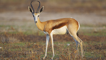Springbok Is Standing On Grass In Blur Background Springbok HD wallpaper