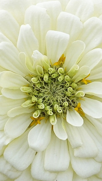 White Flowers, Adorable, Flowers, adotrable HD phone wallpaper
