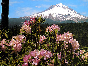 Iced mountain and flowers, fuji, japan, flower, mountain HD wallpaper