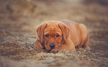 Animals, Dog, Puppy, Retriever, Labrador HD wallpaper