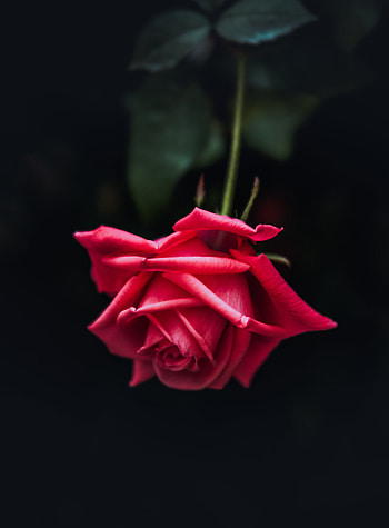 Flowers, Rose Flower, Rose, Petals, Bud, Dark Background, Bloom, Flowering HD phone wallpaper