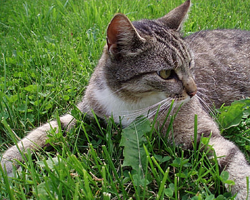 Cat Hugs the Ground, animal, cat, grass, ground, hugs HD wallpaper