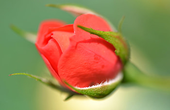 Macro, Rose Flower, Rose, Bud, Blur, Smooth HD wallpaper